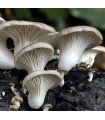 Micelio de Seta de Ostra (Pleurotus Ostreatus)