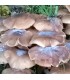 Micelio de seta de chopo ( pholiota aegerita)