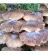 Micelio de seta de chopo ( pholiota aegerita)