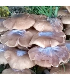 Micelio de seta de chopo ( pholiota aegerita)