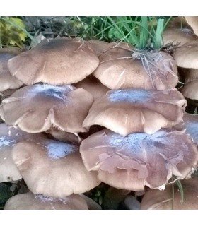 Micelio de seta de chopo ( pholiota aegerita)