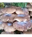 Mycélium de champignon de peuplier (pholiota aegerita)