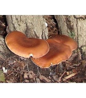 Micelio de seta shiitake (Lentinula edodes)