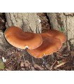 Shiitake mushroom mycelium (Lentinula edodes)