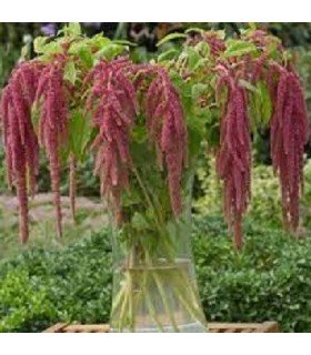Amaranto coral fountain - semillas no tratadas