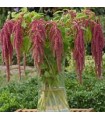 Coral fountain amaranth - untreated seeds