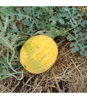 Sandía zloto wolicy F1 - semillas no tratadas