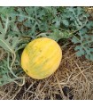 Watermelon zloto wolicy F1 - untreated seeds