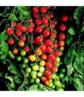 Tomate F1 Supersweet 