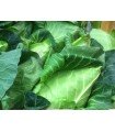 Pointu express weevil cabbage - untreated seeds