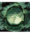 Iron head cabbage - untreated seeds