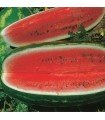Watermelon klondike rs 57 - untreated seeds