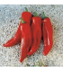 Pimiento cuerno de toro rojo - semillas no tratadas