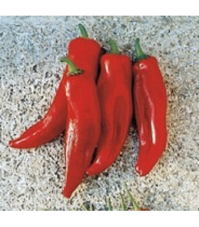 red bull horn pepper - untrated seeds
