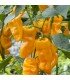 Petit Marseillais pepper - untreated seeds