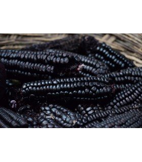black corn - untreated seeds