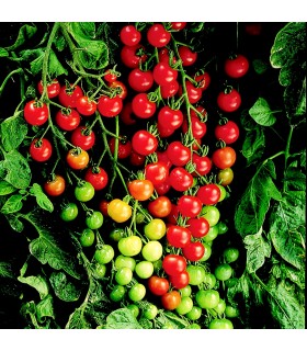 Tomate F1 Supersweet 