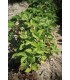 Strawberry Rügen - untreated seeds