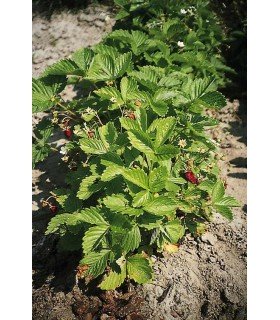 Fraise de Rügen - graines non traitées