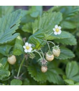 Yellow wonder strawberry (Fragaria vesca) - untreated seeds