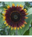 Sunflower shock or lat f1 (untreated seeds)