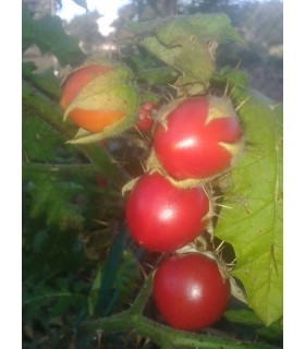tomate litchi (Solanum sisymbrifolium)