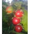 litchi tomato (Solanum sisymbrifolium) - untreated seed