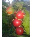 tomate litchi (Solanum sisymbrifolium) - graines non traitées