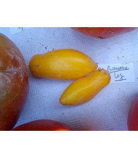 tomato banana legs - untreated seeds