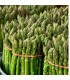 Asparagus Mary Washington - untreated seeds