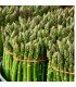 Asparagus Mary Washington - untreated seeds