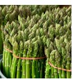 Asparagus Mary Washington - untreated seeds
