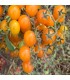 Galápagos wild tomato - untreated seeds