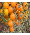Tomate sauvage des Galápagos - graines non traitées