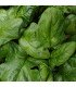 spinach viroflay - untreated seeds
