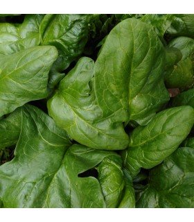 spinach viroflay - untreated seeds