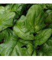 spinach viroflay - untreated seeds