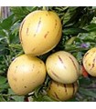 Melon pear (Solanum muricatum) - untreated seeds