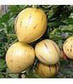 Poire melon (Solanum muricatum) - graines non traitées