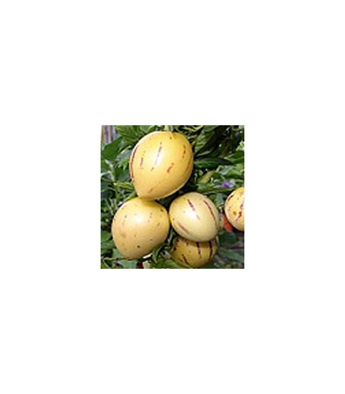 5 graines POIRE-MELON PEPINO DULCE G57 MELON PEAR SEED SEMILLA Solanum Muricatum 