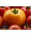 Orange queen tomato - untreated seeds
