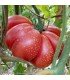 Scarlet pumpkin tomato - untreated seeds