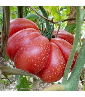 Tomate calabaza escarlata - semillas sin tratamiento