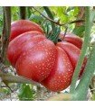 Tomate potiron écarlate - graines non traitées