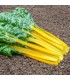 Chard Pirol - untreated seeds