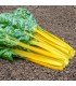 Chard Pirol - untreated seeds