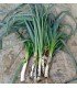 Leek bleu de Solaise - untreated seeds