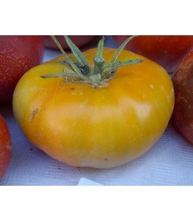 Russian yellow tomato - untreated seeds