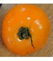 Tomate kaki russe - graines non traitées