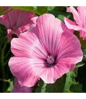 royal mallow - seed untreated